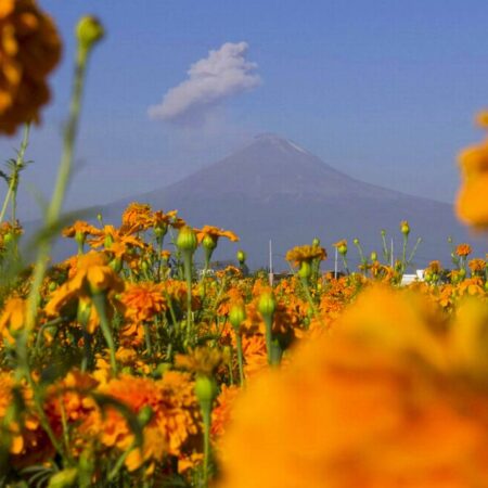 Feria de la Flor de Muerto en Atlixco: escapate el fin de semana y recorre los campos de cultivo – El Sol de Puebla