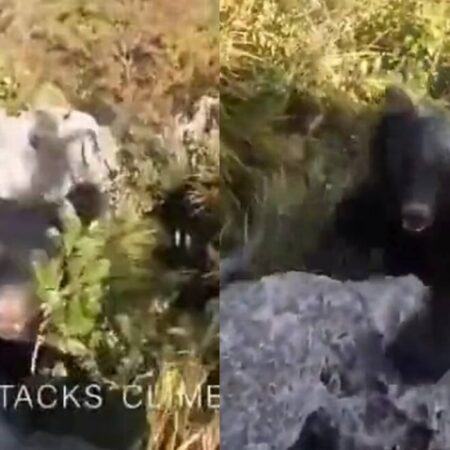 Senderista capta el momento de su pelea contra un oso [Video] – El Sol de Puebla