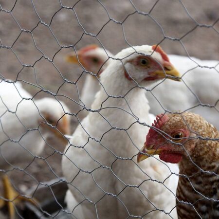 España registra sus dos primeros casos de gripe aviar en humanos – El Sol de Puebla