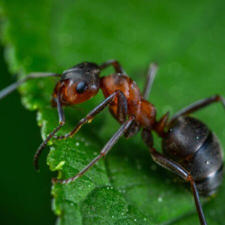 Las hormigas tienen mucho que enseñarnos – El Sol de Puebla
