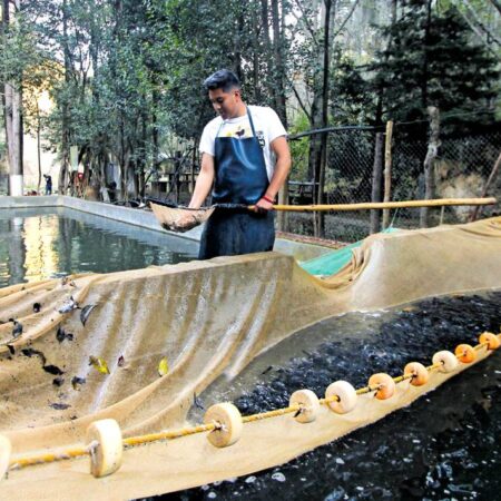 Buscan exportar bagre, tilapia y trucha para impulsar la producción acuícola de Puebla – El Sol de Puebla