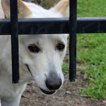 Desde parálisis a sordera: así daña la pirotecnia a las mascotas – El Sol de Puebla