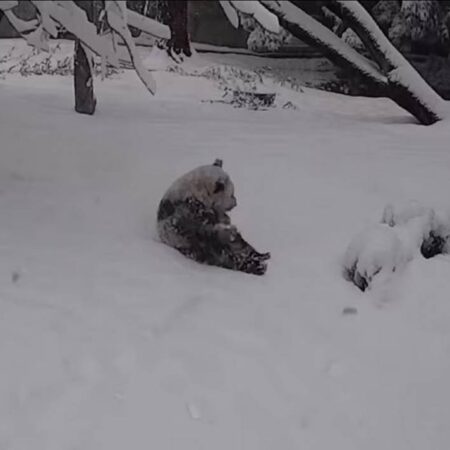 Osos panda disfrutan de la nieve y enternecen a las redes [Video] – El Sol de Puebla