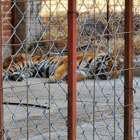 FGR asegura a un tigre de bengala, búfalos y avestruces en cateo en Jalisco – El Sol de Puebla