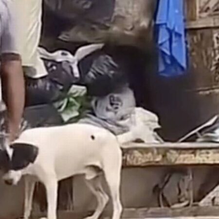 Perrito que saca la basura y ayuda a recolectarla se hace viral [Video] – El Sol de Puebla