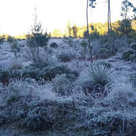 Registran intensas heladas municipios de la Sierra Norte de Puebla – El Sol de Puebla