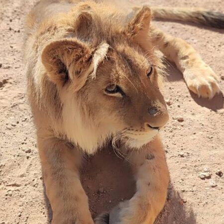 Capturan a león africano en Aguascalientes – El Sol de Puebla