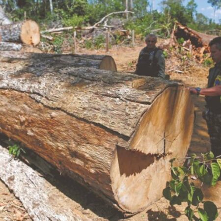 Deforestación en la Amazonia aumentó con Lula da Silva – El Sol de Puebla