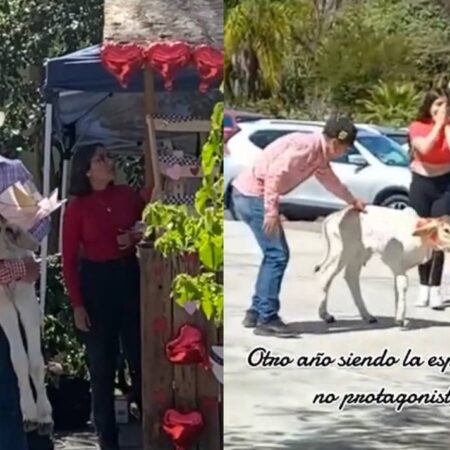 Joven obsequia un becerro a su novia en San Valentín [Video] – El Sol de Puebla