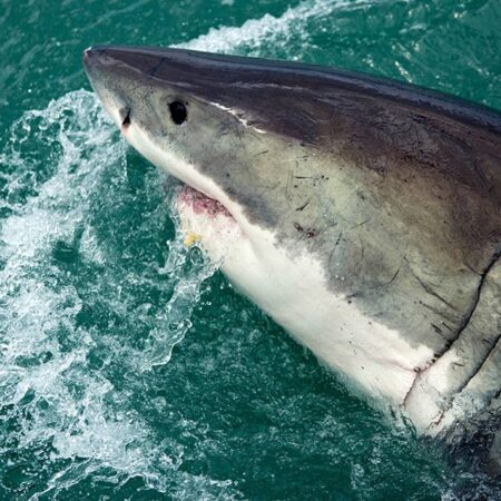 Tiburón blanco mata a pescador en Mar de Cortés; es el primer ataque del 2023 – El Sol de Puebla