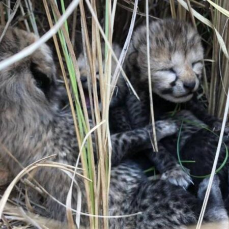 Nacen cuatro guepardos en la India luego de estar décadas extintos – El Sol de Puebla