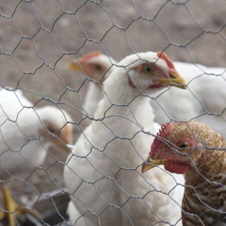 Paraguay se mantiene alerta ante nuevos casos de gripe aviar en Argentina – El Sol de Puebla