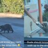 Mapache se hace viral por hacer fila para conseguir una dona [Video] – El Sol de Puebla