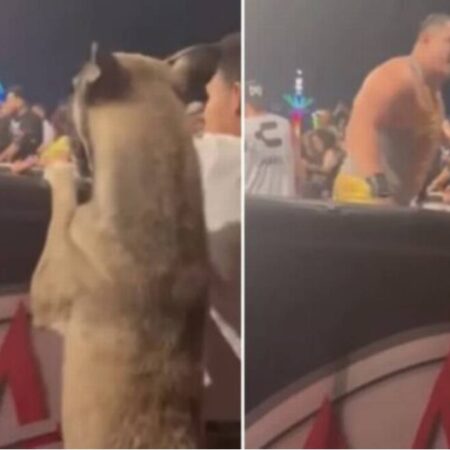 Perrito causa furor por disfrutar de la lucha libre en primera fila [Video] – El Sol de Puebla