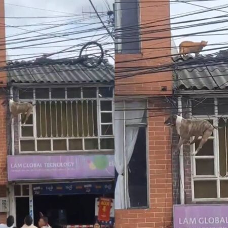 Perro queda atrapado en los cables de luz por perseguir a un gato [Video] – El Sol de Puebla