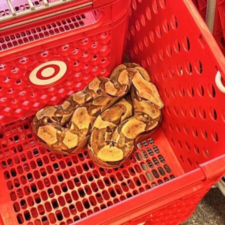 Encuentra una boa constrictor en un carrito de supermercado, investigan si fue abandonada – El Sol de Puebla