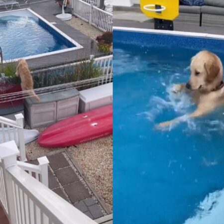 Perro no aguanta el calor y se lanza a la piscina del vecino para refrescarse [Video] – El Sol de Puebla