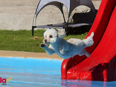 AquatiKan, un parque acuático para perros en Puebla | Precio y servicios