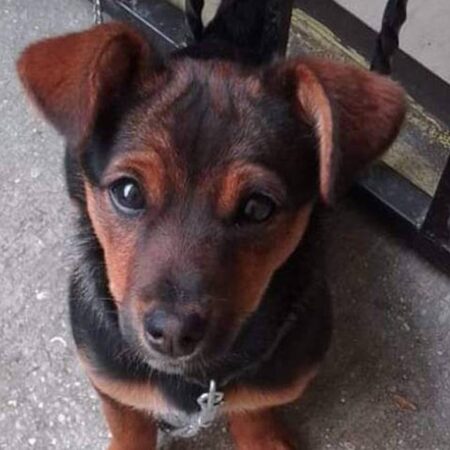 Caso perra Enedina: esto se sabe de la mascota arrojada de un tercer piso en Puebla – El Sol de Puebla
