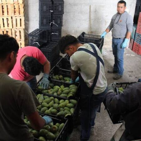 Exportación de nopal y tuna poblana invade zona Texas y Oklahoma – El Sol de Puebla