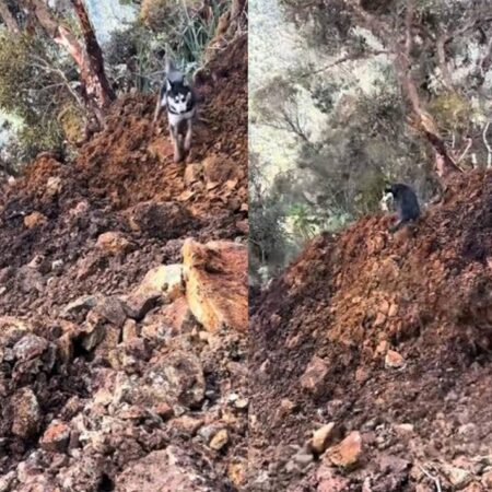 Perro queda atrapado en deslave de cerro, pero logra salir con vida [Video] – El Sol de Puebla