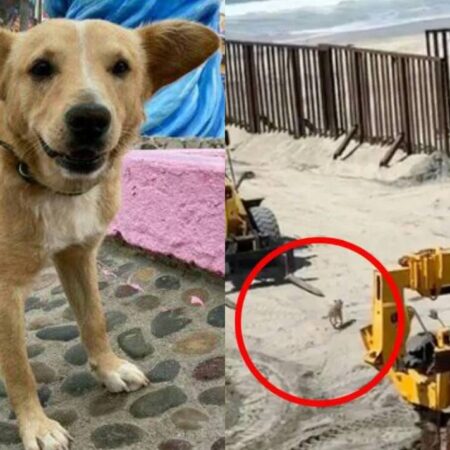 ¡Se acabó el sueño americano! Perrito migrante juguetón es deportado a México – El Sol de Puebla