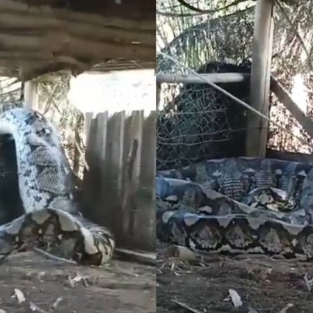 Impresionante serpiente gigante aparece en el patio de una casa [Video] – El Sol de Puebla