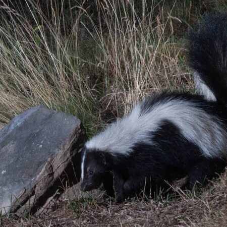 No sólo son los zorrillos, estos son los animales más olorosos del mundo – El Sol de Puebla