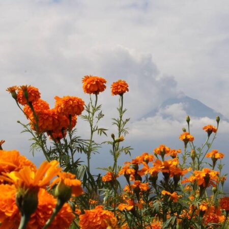 Productores de flor de cempasúchil esperan buena venta – El Sol de Puebla