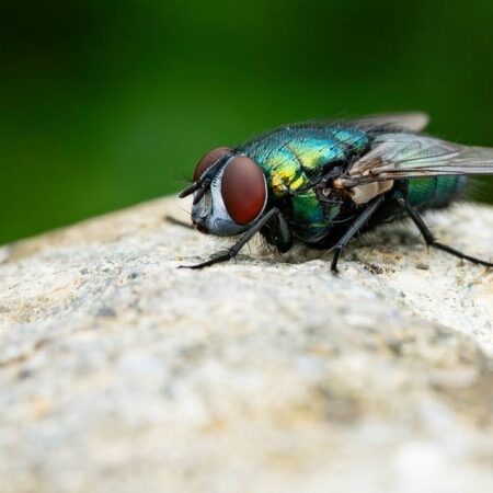 Encuentran mosca viva en los intestinos de un hombre – El Sol de Puebla