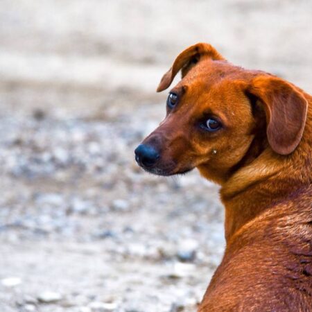 Garrapatas: Si tu perro tiene una no se la arranques, esto es lo que debes hacer – El Sol de Puebla