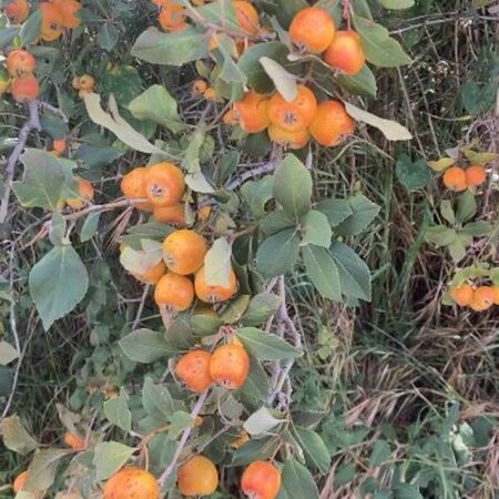 Lista la producción de tejocote en Calpan – El Sol de Puebla