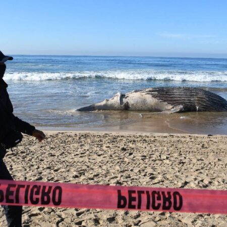 Toneladas de basura y pesca fantasma provocan muerte de ballenas en Mazatlán – El Sol de Puebla
